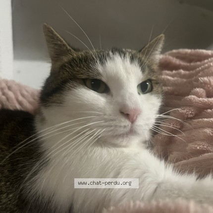 Photo de chat perdu à Lyon