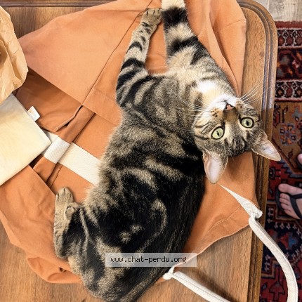Photo de chat perdu à L Arbresle