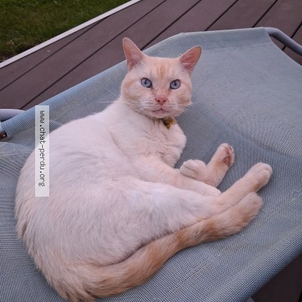 Photo 1/1 Chat retrouvé Perdu à La Louviere