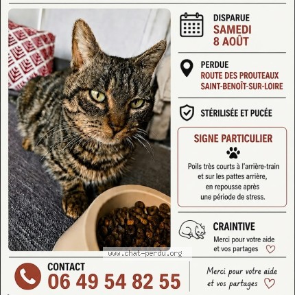 Photo 1/1 Poupette Chat perdu à Saint Benoit Sur Loire
