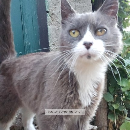 Photo 1/1 Chat trouvé Trouvé à Neuvy Sur Loire