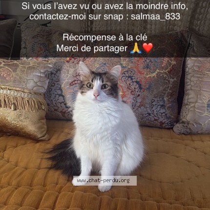 Photo de chat perdu à Toulon