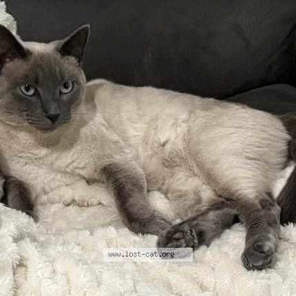 Photo de chat retrouvé à Herriman