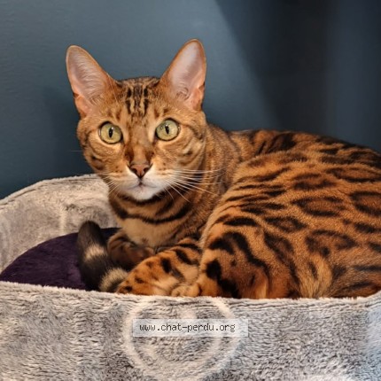 Photo 1/1 Coulson Chat perdu à Quebec