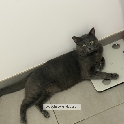 Photo de chat perdu à Lucon