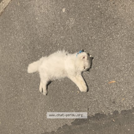 Photo de chat trouvé à Le Blanc Mesnil