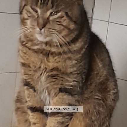 Photo de chat perdu à Pissotte