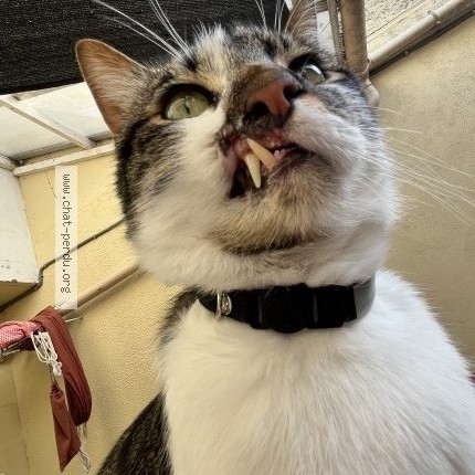 Photo de chat perdu à Nantes