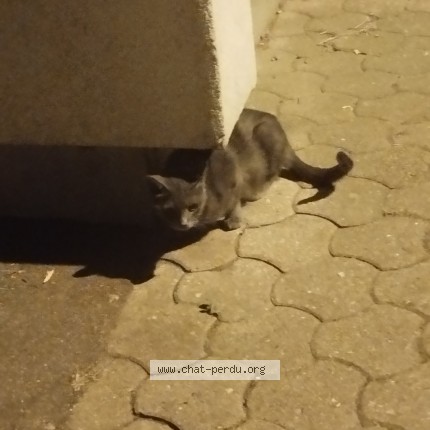 Photo de chat trouvé à St Denis