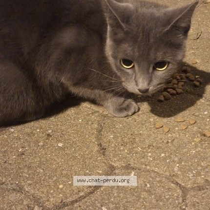 Photo 1/4 Chat trouvé Trouvé à St Denis