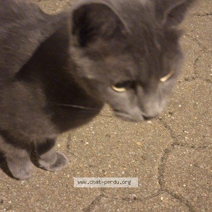 Photo 2/4 Chat trouvé Trouvé à St Denis