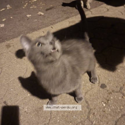 Photo 3/4 Chat trouvé Trouvé à St Denis