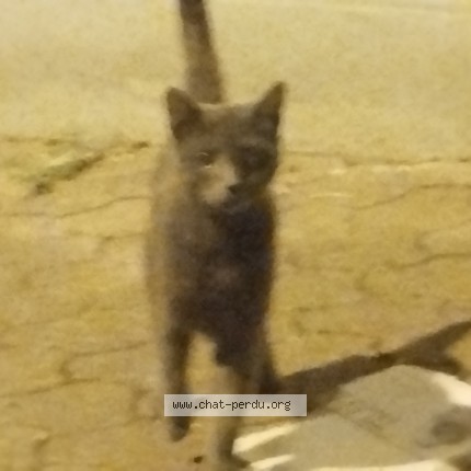 Photo 4/4 Chat trouvé Trouvé à St Denis