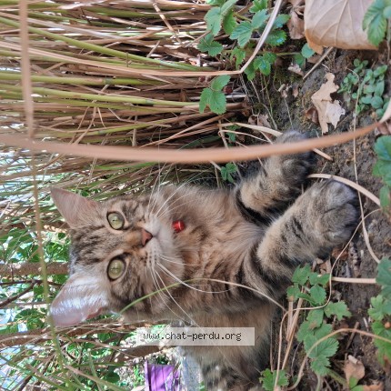 Photo de chat perdu à Strasbourg
