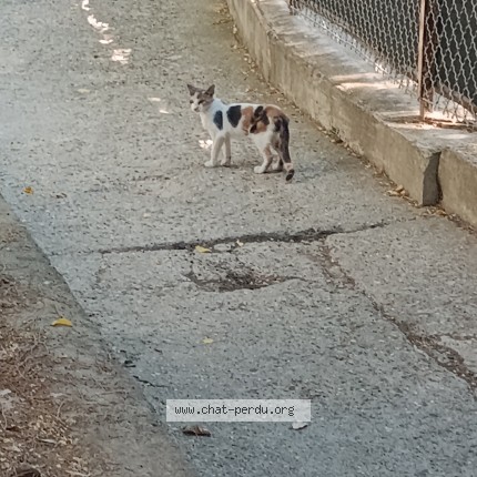 Photo 1/1 Chat trouvé Trouvé à Montpellier