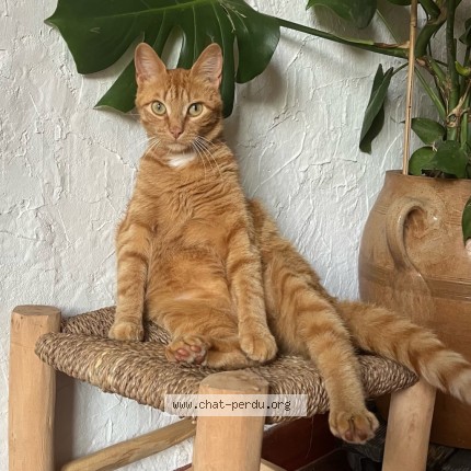 Photo de chat perdu à Traverseres
