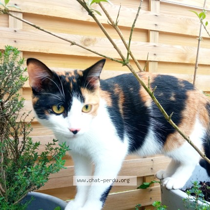 Photo de chat perdu à Poulainville