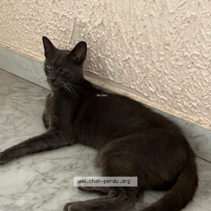 Photo 1/1 Rafiki Chat perdu à Montpellier