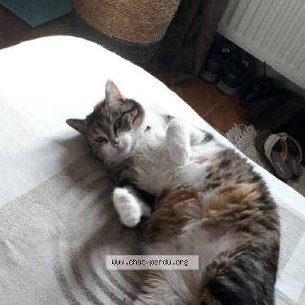Photo de chat perdu à Montholon