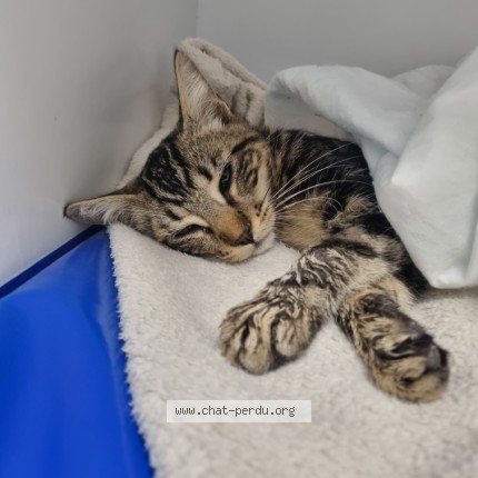 Photo de chat trouvé à Savonnieres