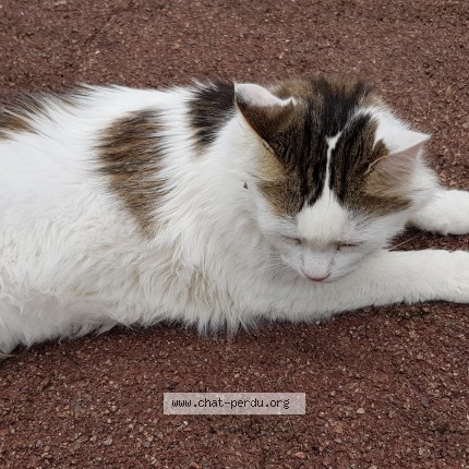 Photo de chat perdu à Montry