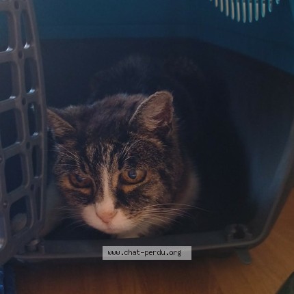 Photo de chat trouvé à Bretignolles Sur Mer