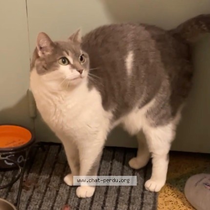 Photo de chat perdu à Cuers