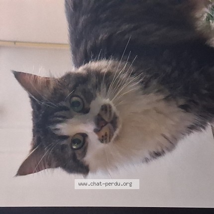 Photo de chat perdu à Beziers