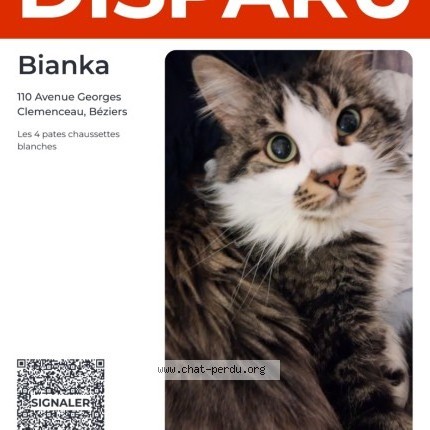 Photo 1/2 Bianka Chat perdu à Beziers