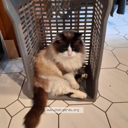 Photo de chat perdu à Gouy En Ternois