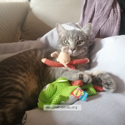 Photo de chat perdu à Irodouer