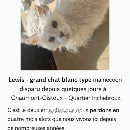 Photo de chat perdu à Chaumont Gistoux