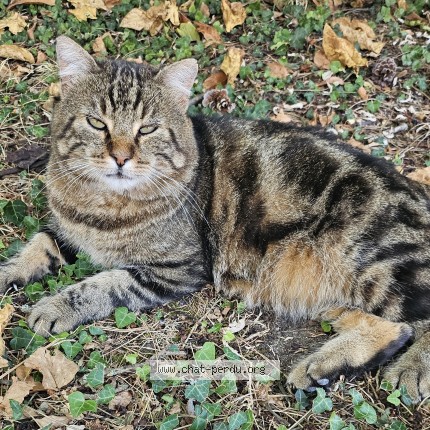 Photo de chat trouvé à Le Vesinet