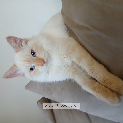 Photo de chat perdu à Maiche