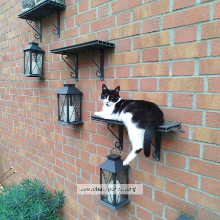 Photo de chat perdu à Valenciennes