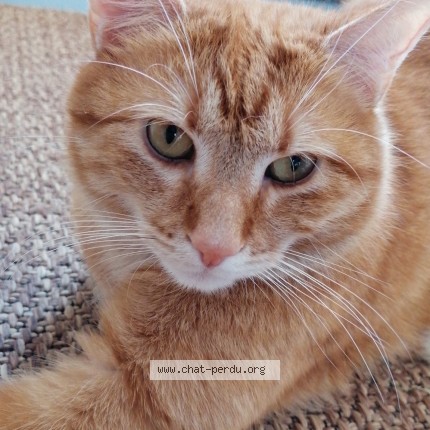 Photo de chat perdu à Loury