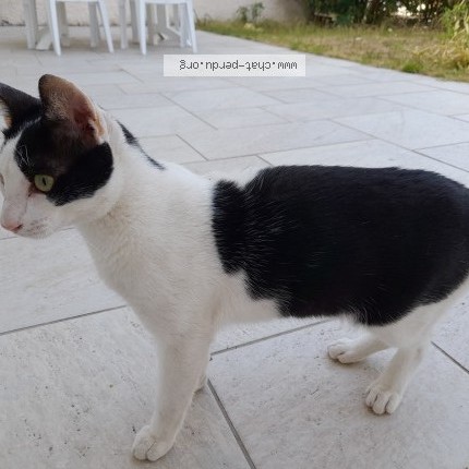 Photo 1/1 Ticha Chat perdu à Pleneuf Val Andre 22