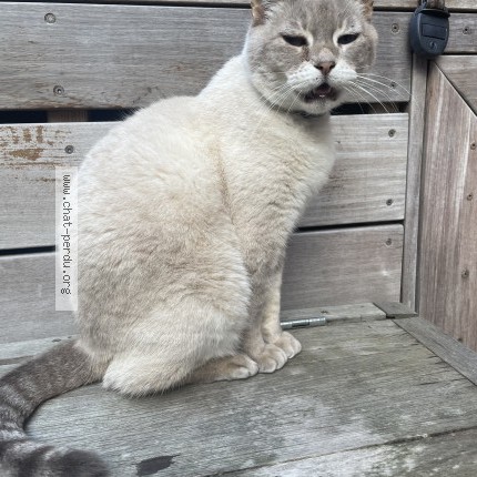 Photo 1/1 perle Chat perdu à Toulouse