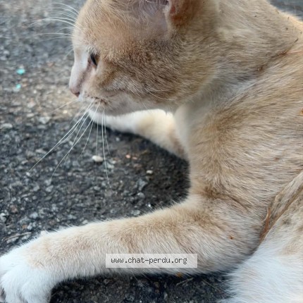 Photo 1/1 Chat trouvé Trouvé à Hennebont