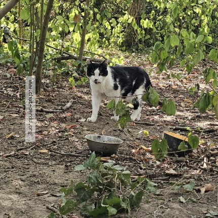 Photo de chat trouvé à Plaisir