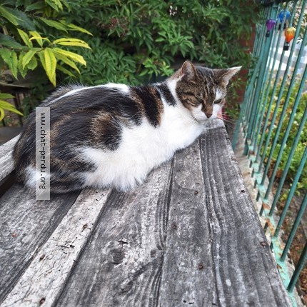 Photo de chat perdu à Antony