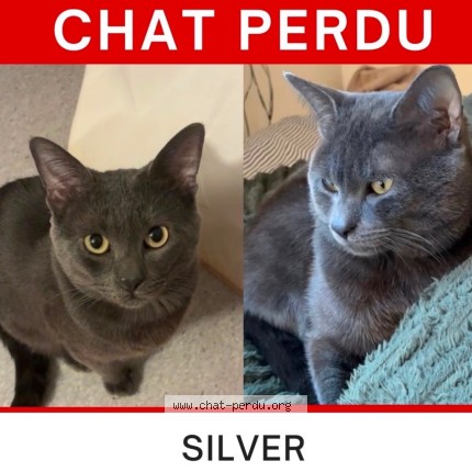 Photo de chat perdu à L Ile Saint Denis