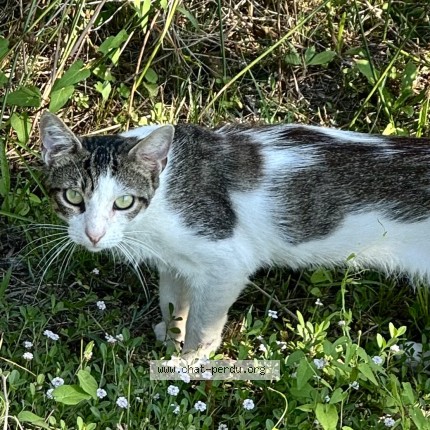 Photo 1/1 Chat trouvé Trouvé à Sete