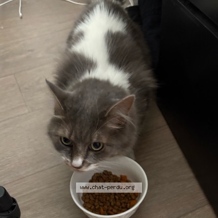 Photo de chat trouvé à Lille