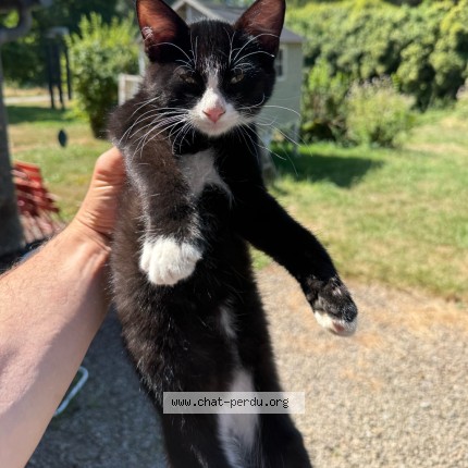 Photo de chat trouvé à Vieux Viel