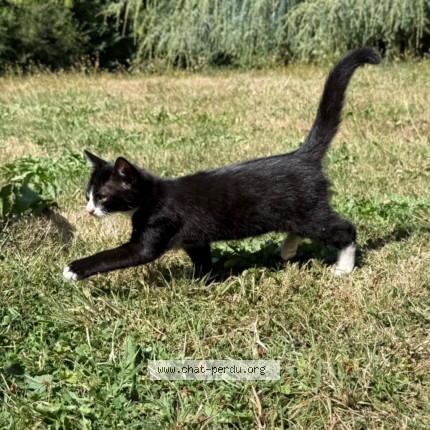 Photo 2/3 Chat trouvé Trouvé à Vieux Viel