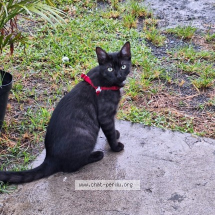 Photo de chat perdu à Meschers