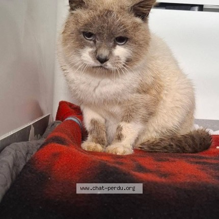 Photo de chat perdu à Guerande
