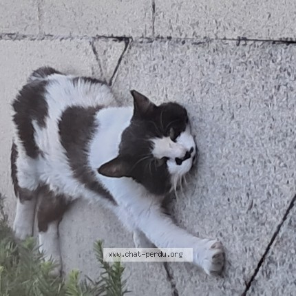 Photo de chat trouvé à Solaize