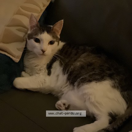 Photo de chat perdu à Vendenheim